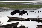 ��p Marabu africk� (Leptoptilos crumeniferus), jezero Awasa. Etiopie.