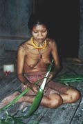 Su�en� s�gov� mouky. Ostrov Siberut. Indon�sie.
