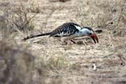 Zoboro�ec rudozob� (Tockus erythrorhynchus), okol� Jinky. Etiopie.