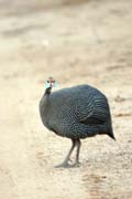 Perli�ka kropenat� (Numida meleagris). Etiopie.
