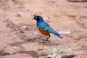 Leskoptev n�dhern� (Lamprotornis superbus). Etiopie.
