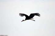 ��p b�lokrk� (Ciconia episcopus), Murlle. Etiopie.
