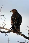 Orel stepn� (Aquila rapax). Etiopie.