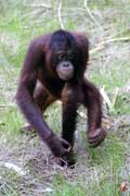 Orangutan v n�rodn�m parku Tanjung Puting. Kalimantan, Indon�sie.