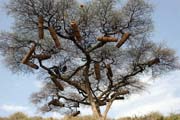 V�el� �ly, okol� Konsa. Etiopie.