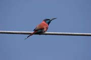 Vlha nubick� (Merops nubicus). Jih,  Etiopie.
