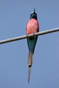 Vlha nubick� (Merops nubicus). Etiopie.