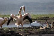 Pelyk�n africk� (Pelecanus rufescens), Arba Minch. Etiopie.
