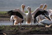 Pelyk�n africk� (Pelecanus rufescens), Arba Minch. Etiopie.