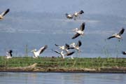 Pelyk�n africk� (Pelecanus rufescens), Arba Minch. Etiopie.
