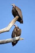 Sup kapuc�n (Necrosyrtes monachus), okol� Arba Minche. Etiopie.
