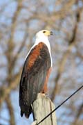Orel b�lohlav� (Haliaeetus vocifer), okol� Arba Minche. Etiopie.