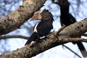 Zoboro�ec �edol�c� (Ceratogymna brevis), okol� Arba Minche. Etiopie.