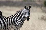 Zebra, N�rodn� park Nechisar. Etiopie.