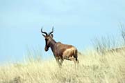 Antilopa Hartebeast, N�rodn� park Nechisar. Etiopie.