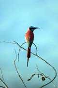 Vlha nubick� (Merops nubicus), okol� Arba Minche. Etiopie.