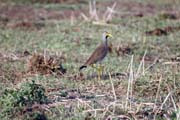 �ejka hn�d� (Vanellus senegallus), okol� Arba Minche. Etiopie.