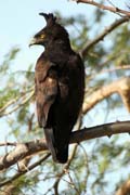 Orel chocholat� (Spizaetus occipitalis), okol� Arba Minche. Etiopie.