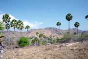 Ostrov Rinca. Nusa Tenggara, Indon�sie.
