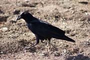 N�rodn� park Bale Mountain. Etiopie.