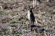 N�rodn� park Bale Mountain. Etiopie.