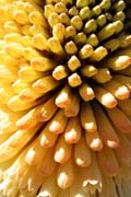 Kv�tina red-hot poker. N�rodn� park Bale Mountain. Etiopie.