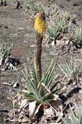 Kv�tina red-hot poker. N�rodn� park Bale Mountain. Jih,  Etiopie.