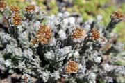 N�rodn� park Bale Mountain. Etiopie.