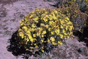 N�rodn� park Bale Mountain. Etiopie.