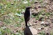 N�rodn� park Bale Mountain. Etiopie.