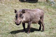 Prase bradavi�nat�. N�rodn� park Bale Mountain. Etiopie.