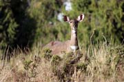 Horsk� nyala. N�rodn� park Bale Mountain. Etiopie.