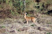 Bohor reedbuck. N�rodn� park Bale Mountain. Etiopie.
