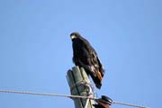 Orl�k hn�d� (Circaetus cinereus). Etiopie.