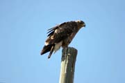 Krahujec mal� (Accipiter minullus). Etiopie.