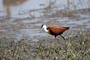 Ostn�k africk� (Actophilornis africanus). Jih,  Etiopie.