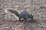Cental Park, Manhattan, New York. Spojen� st�ty americk�.