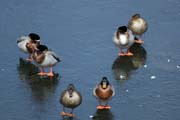 Lake City, �eka Mississippi, Minnesota. Spojen� st�ty americk�.