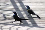 Loring Park, Minneapolis, Minnesota. Spojen� st�ty americk�.