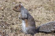 Loring Park, Minneapolis, Minnesota. Spojen� st�ty americk�.