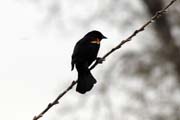 Loring Park, Minneapolis, Minnesota. Spojen� st�ty americk�.