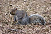 Loring Park, Minneapolis, Minnesota. Spojen� st�ty americk�.