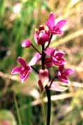 Mal� orchidej. Indon�sie.