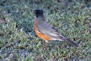 Loring Park, Minneapolis, Minnesota. Spojen� st�ty americk�.