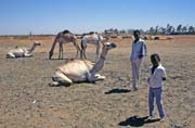 Velbloud� trh na okraji trhu Lybia. Chart�m (Omdurman). S�d�n.