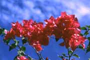 P�kn� kv�tiny. Indon�sie.