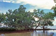 Mangrovn�ky na ostrov� Bunaken. Sulawesi, Indon�sie.