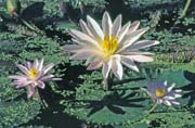 Lekn�ny ve vesnici Ampana. Sulawesi, Indon�sie.