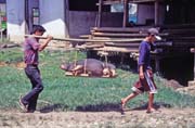 Prodej prasat na velk�m t�denn�m trhu ve m�st� Rantepao, oblast Tana Toraja. Sulawesi, Indon�sie.
