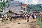 Prodej prasat na velk�m t�denn�m trhu ve m�st� Rantepao, oblast Tana Toraja. Sulawesi, Indon�sie.